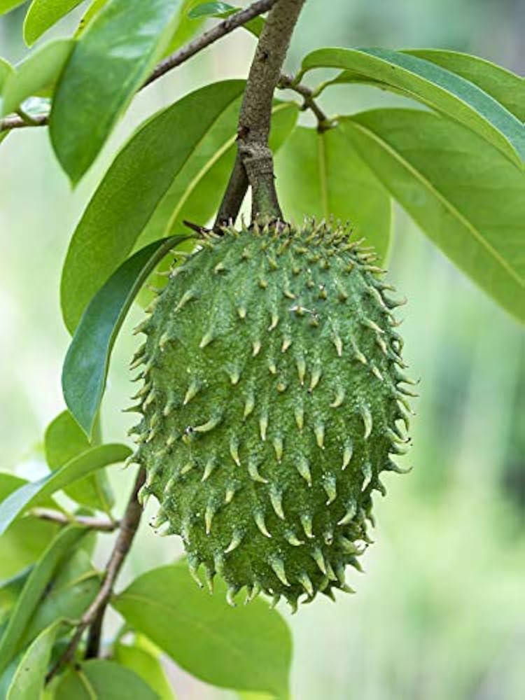 Graviola Annona muricata soursop seeds for bonsai