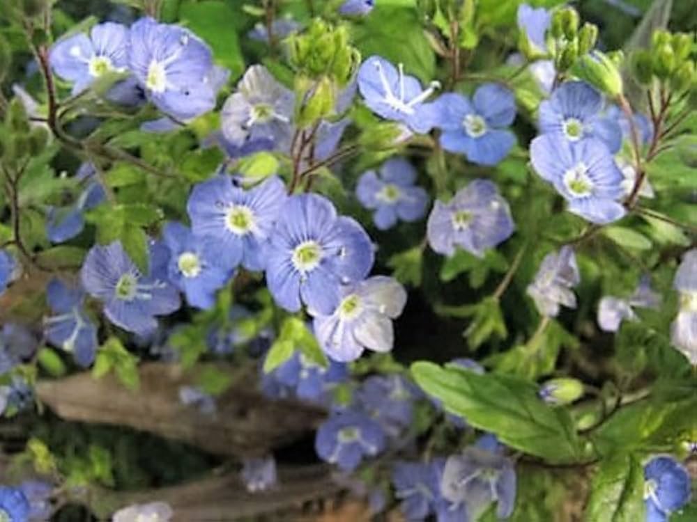 Creeping Blue Speedwell Seeds for Planting flower bed home garden