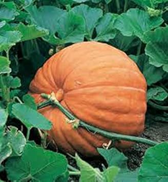 Orange Pumpkin Heirloom Non Gmo Image