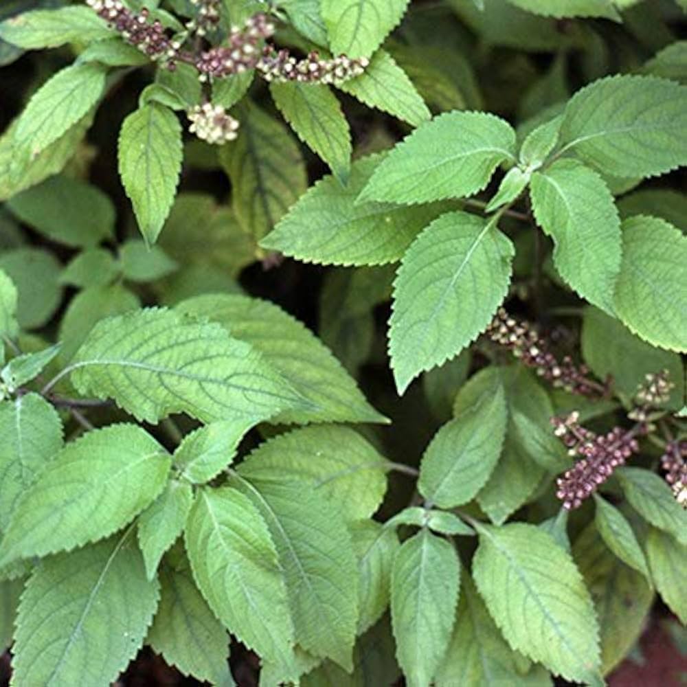 Clove Basil Ocimum gratissimum Seeds for Planting herb garden balcony garden