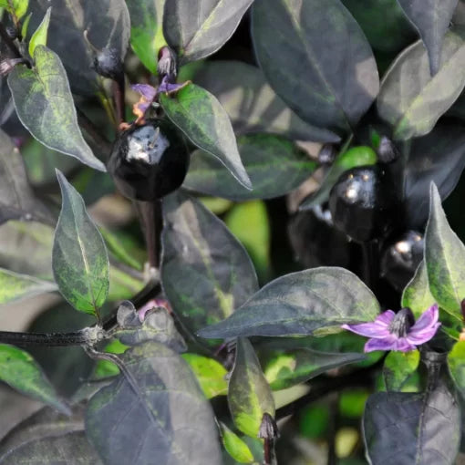 Black Hawk Ornamental Pepper Seeds High Germination Garden Seeds heirloom non-gmo seeds