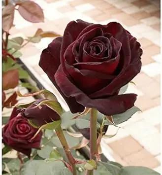 Red Baccara Flower Seeds for Planting - NON GMO Seeds Dhara Seeds