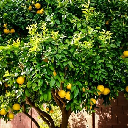 Lime Tree - Heirloom, Non - Gmo Seeds
