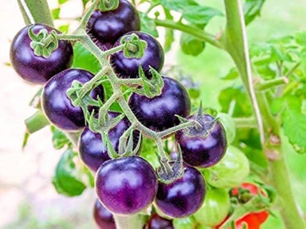 Tomato Seeds (Purple) – Fresh Vegetable Seeds for Planting Purple Tomatoes