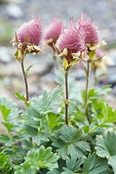 Triflorum Flower Seeds for Planting – 100