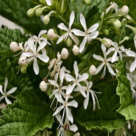 White Clerodendrum Flower - Heirloom, Non - Gmo Seeds