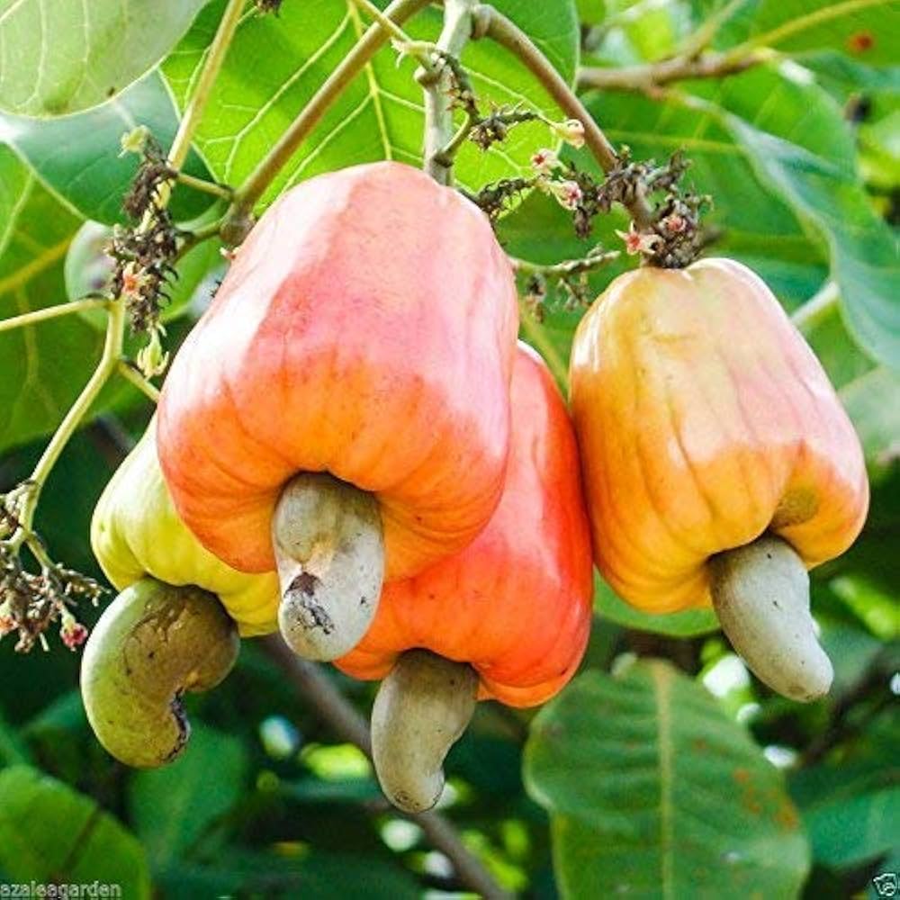 Cashew Nut Fruit Seeds - Grow Nutritious and Tasty Cashews in Your Garden 100 pcs