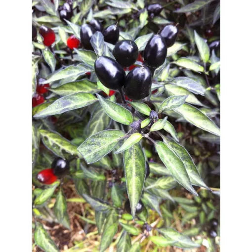 Black Olive Ornamental Pepper Seeds High Germination Garden Seeds heirloom non-gmo seeds