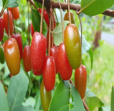 Red Goumiberry Fruit