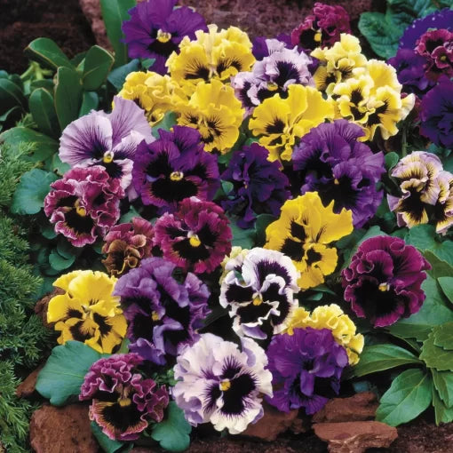 Flirty Skirts Pansy Seeds Ruffled Multicolor Pansy Blend High Germination Garden Seeds heirloom non-gmo seeds