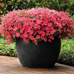 Coral Crush Petunia Seeds Shock Wave Coral Pink Petunias High Germination Garden Seeds heirloom non-gmo seeds