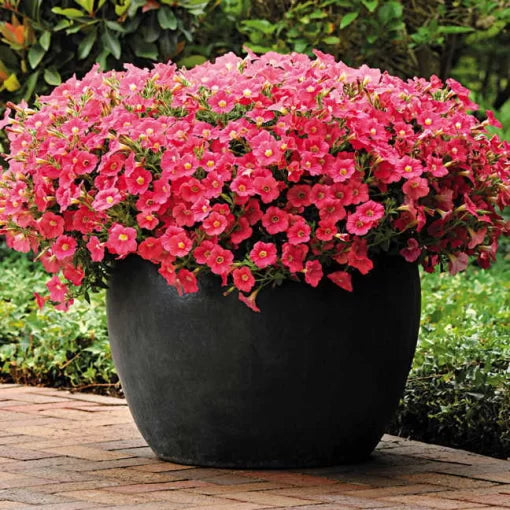 Coral Crush Petunia Seeds Shock Wave Coral Pink Petunias High Germination Garden Seeds heirloom non-gmo seeds