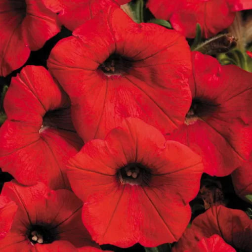 Red Petunia Seeds Shock Wave Bright Red Blooms High Germination Garden Seeds heirloom non-gmo seeds