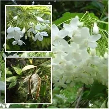 White Mok Flower Seeds for Planting - NON GMO Seeds Dhara Seeds