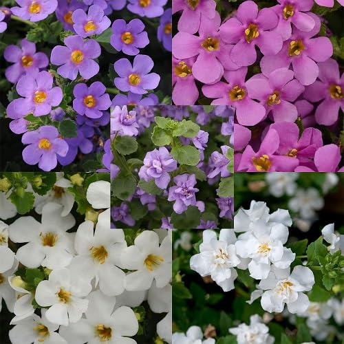 Mixed Bacopa Flower - Heirloom, Non - Gmo Seeds