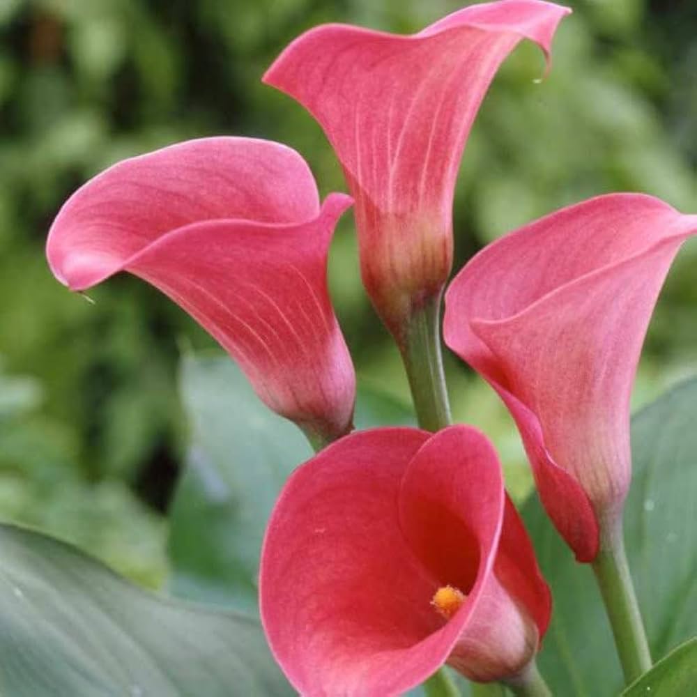 Calla Lily Seeds for Planting - Ideal for Home Garden & Flower Bed