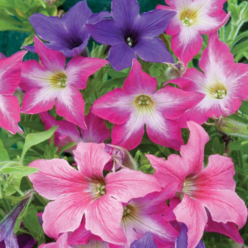 Sparklers Petunia Seeds Star-Pattern Multicolor Petunia Blooms High Germination Garden Seeds heirloom non-gmo seeds
