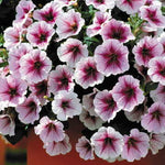 Raspberry Ice Petunia Seeds Bi-Color Pink and White Petunia High Germination Garden Seeds heirloom non-gmo seeds