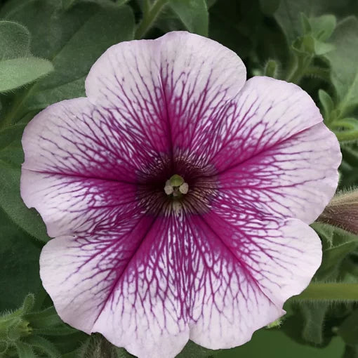 Lilac Ice Petunia Seeds Opera Supreme Soft Lilac Petunia Blooms High Germination Garden Seeds heirloom non-gmo seeds