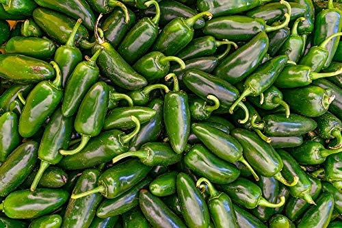 Jalapeno M Pepper Seeds for Mildly Hot Peppers