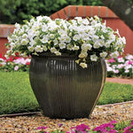 Coconut Petunia Seeds Shock Wave White Petunia Flowers High Germination Garden Seeds heirloom non-gmo seeds