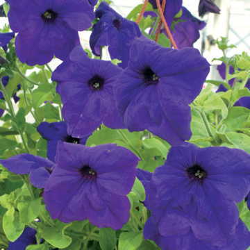 Whopper Blue Petunia Seeds Oversized Deep Blue Garden Petunia High Germination Garden Seeds heirloom non-gmo seeds