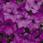 Violet Hybrid Petunia Seeds Early Blooming Violet Petunia High Germination Garden Seeds heirloom non-gmo seeds
