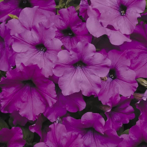 Violet Hybrid Petunia Seeds Early Blooming Violet Petunia High Germination Garden Seeds heirloom non-gmo seeds