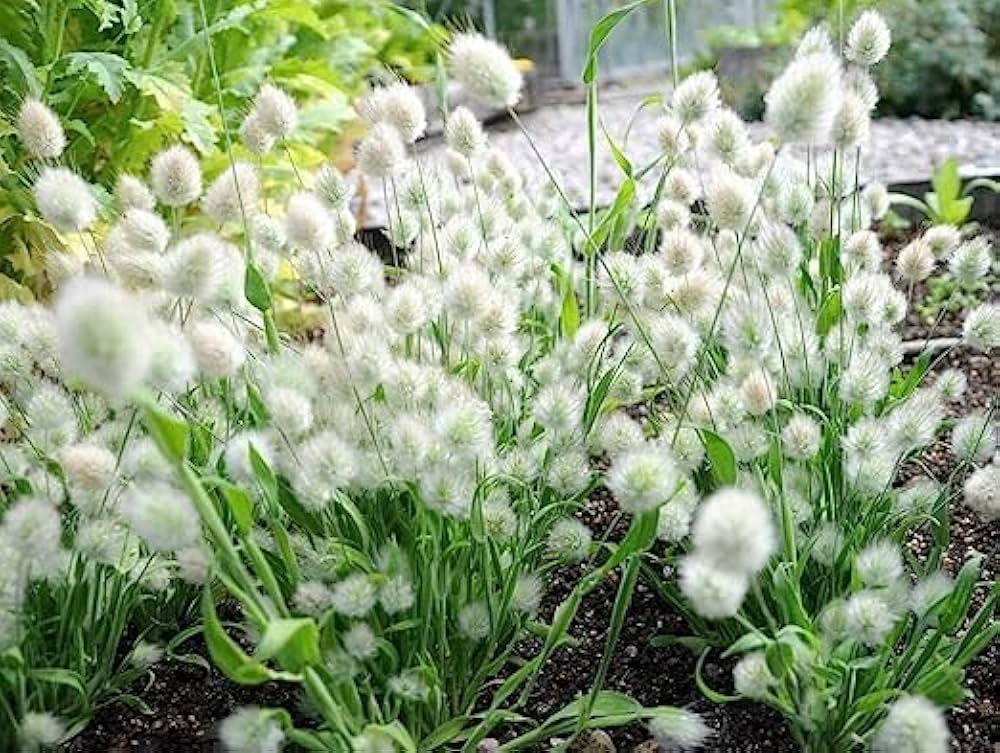 Rabbit Tail Grass Lagurus ovatus Seeds for Planting