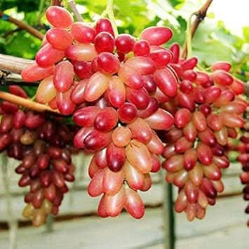 Red Grape Fruit Seeds  Perfect for Growing Your Own Vineyard