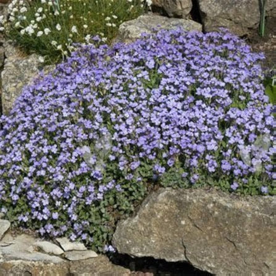 Heirloom Non-GMO Cascade Blue Aubrieta Seeds