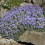 Heirloom Non-GMO Cascade Blue Aubrieta Seeds