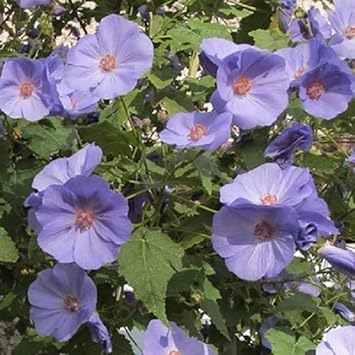 Striatum Flower Blue - Heirloom, Non - Gmo Seeds