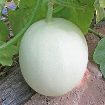 Organic Green Flesh Honeydew Melon Seeds for Healthy Garden Cultivation