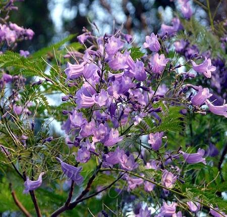 Purple Jacaranda Tree - Heirloom, Non - Gmo Seeds