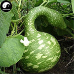 Swan Bottle Pumpkin for planting