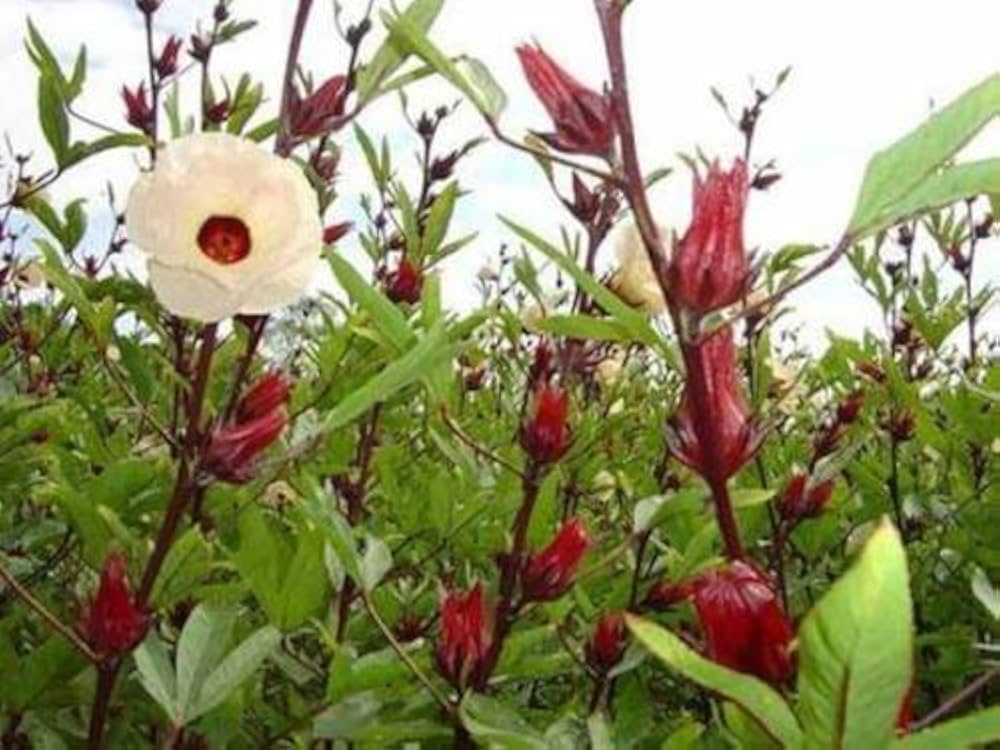 Roselle Hibiscus Sabdariffa Seeds for Planting Edible Garden Herbal Patch