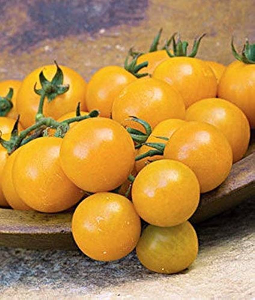 Heirloom Non-GMO Golden Juniata Tomato Seeds