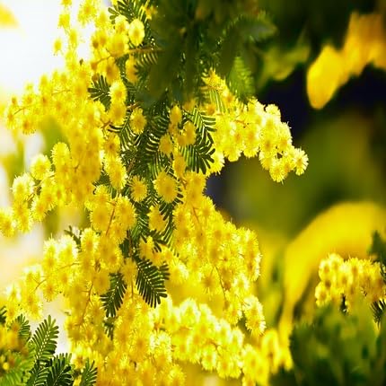 Mimosa Flower - Heirloom, Non - Gmo Seeds