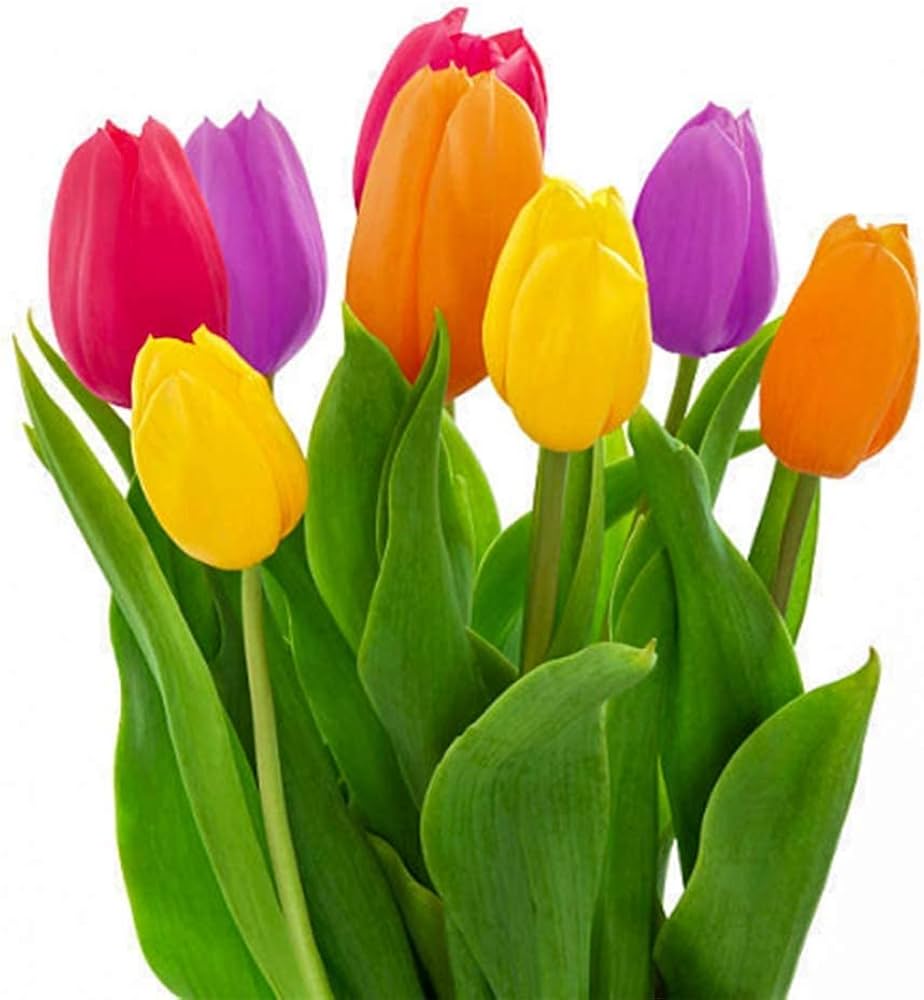 Tulip (Tulipa spp.) mixed seeds for planting in home garden
