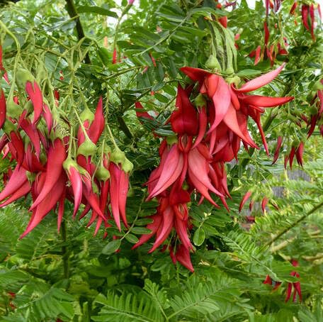 Red Clianthus Flower - Heirloom, Non - Gmo Seeds