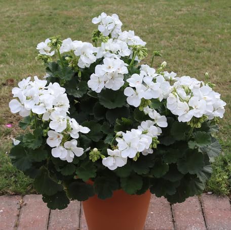 White Geranium Flower - Heirloom, Non - Gmo Seeds