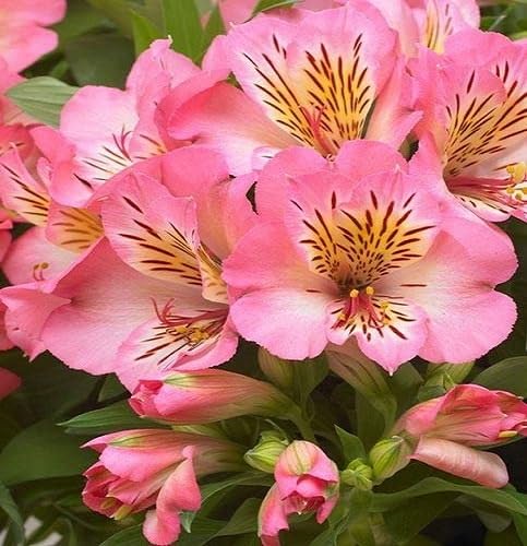 Pink Alstroemeria Flower - Heirloom, Non - Gmo Seeds