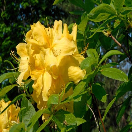 Yellow Azalea Flower - Heirloom, Non - Gmo Seeds