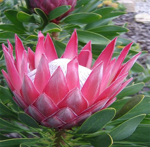 Pink Protea Flower - Heirloom, Non - Gmo Seeds