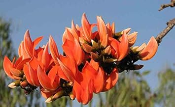 Monosperma Flower Seeds for Planting - 100 pcs for planting in your garden.