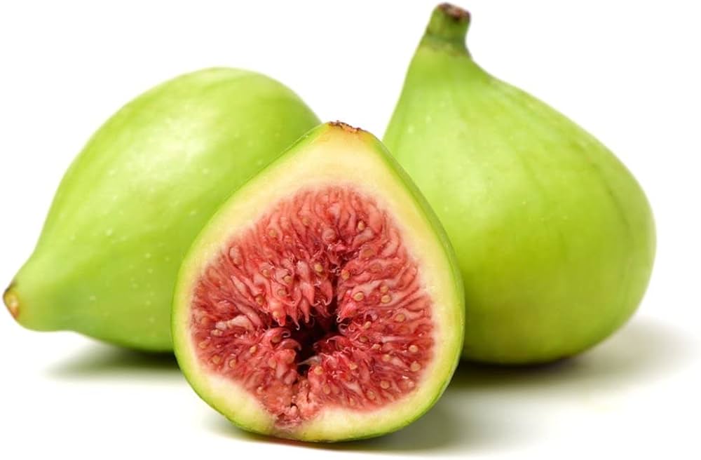 Desert King Fig (Ficus carica)