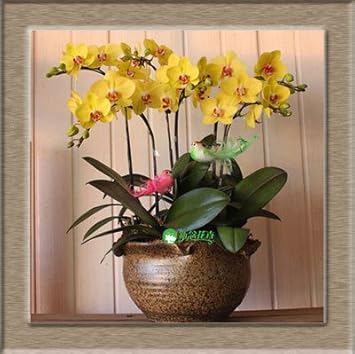 Yellow Orchid Formaldehyde Flower Heirloom Non Gmo Image