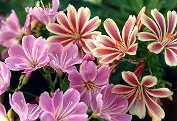Pink Cotyledon Flower Seeds for Planting - NON GMO Seeds Dhara Seeds