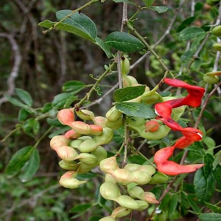 Green Pithecellobium Fruit - Heirloom, Non - Gmo Seeds